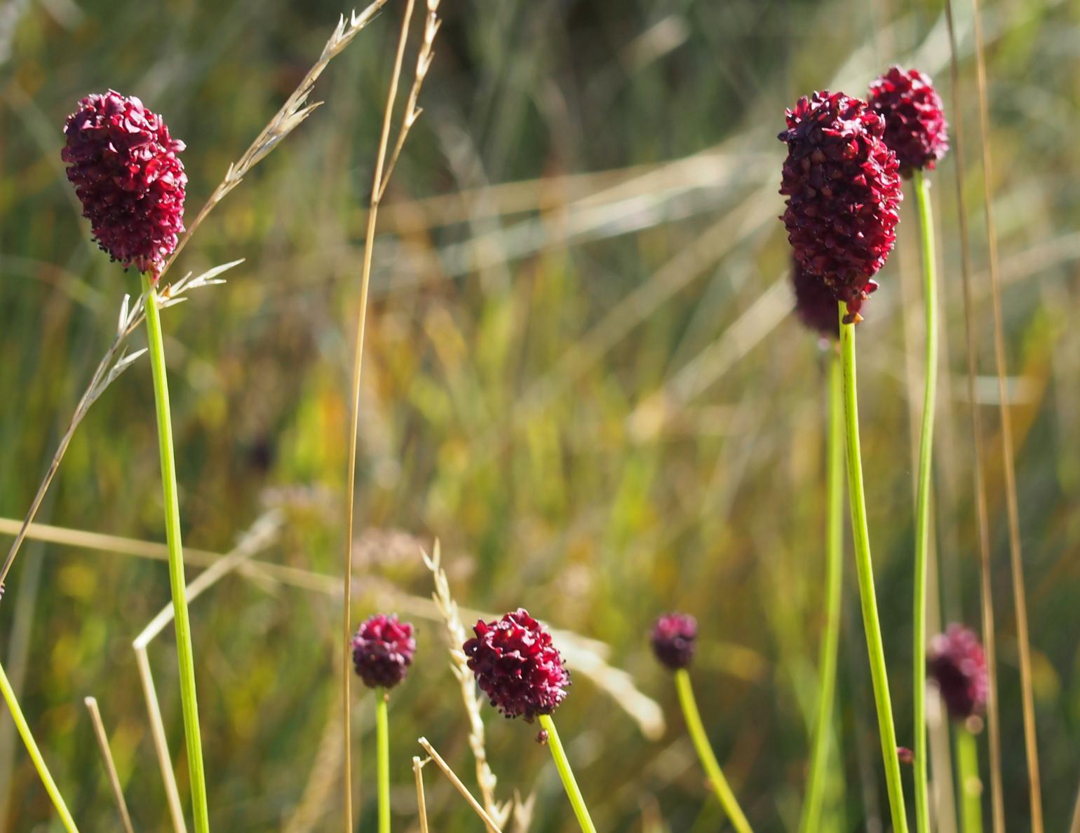 Burnet, Great